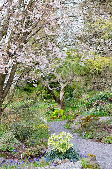 Branklyn Garden Spring View over towards the small waterfall and pond