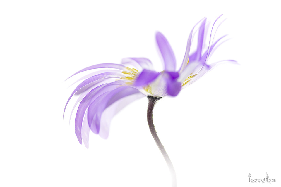 anemone blanda blue shades - Impressionist Photography