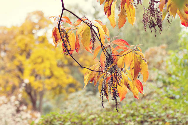 autumn leaves in Branklyn Garden in October
