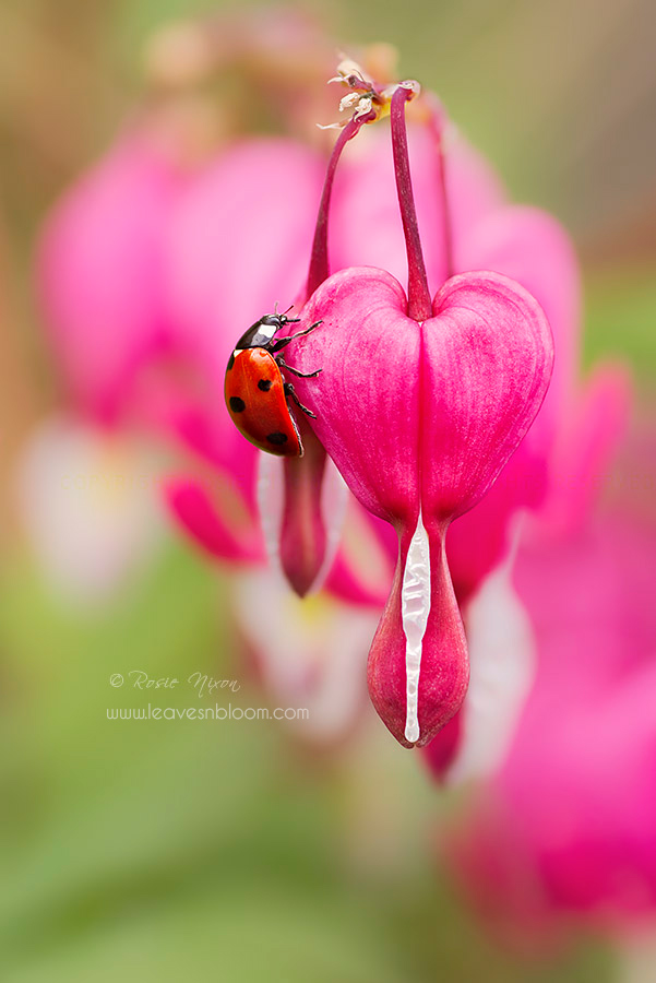 this is an image of a ladybird on a dicentra flower