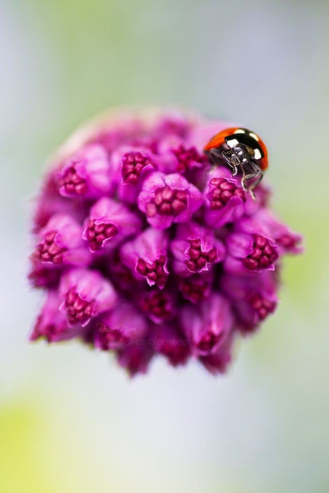 this is a ladybird on an allium flower