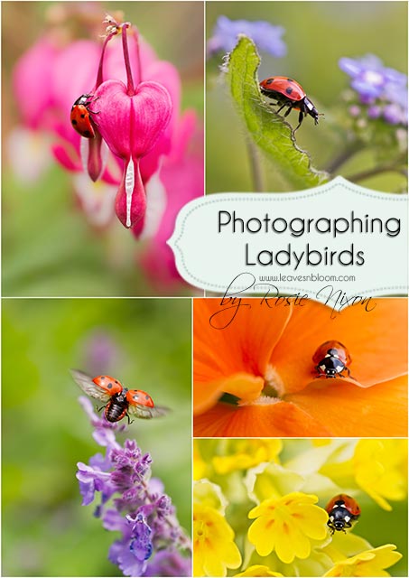 this is a collage of different ladybirds photographed in my garden