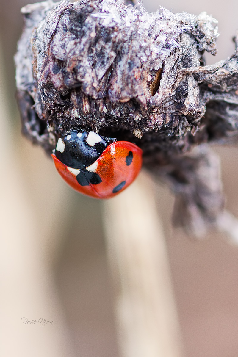 this is an image of a 7 spot ladybird in my garden in January