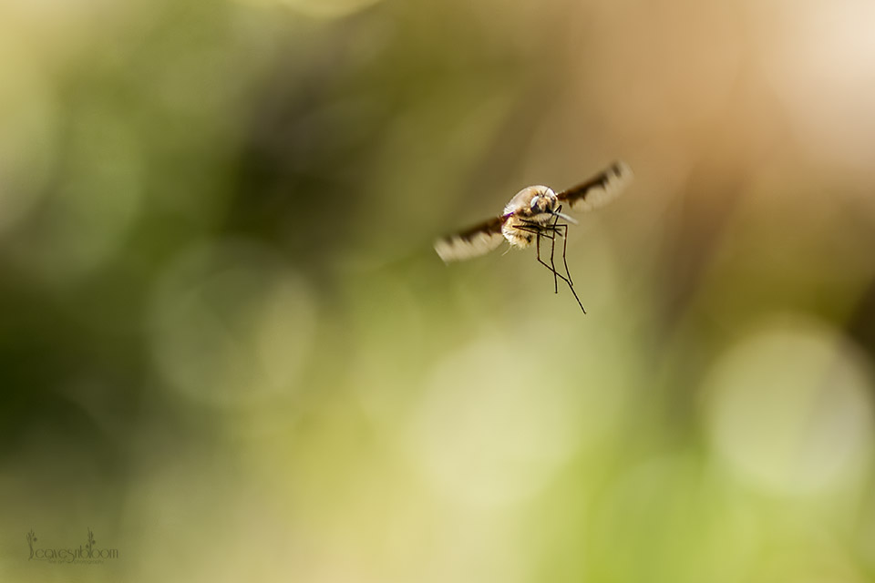 A bee-fly with it's long thin legs extended