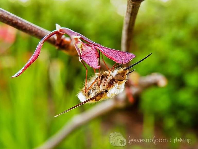a bee-fly sleeping upside down hanging from a leaf.