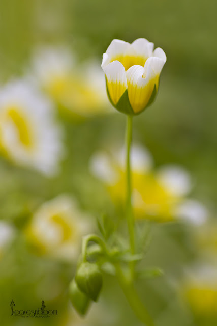 this is an image of Limnanthes douglasii - Poached Egg plants
