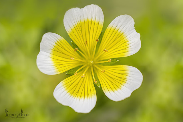 this is a macro image of a white and yellow poached egg flower