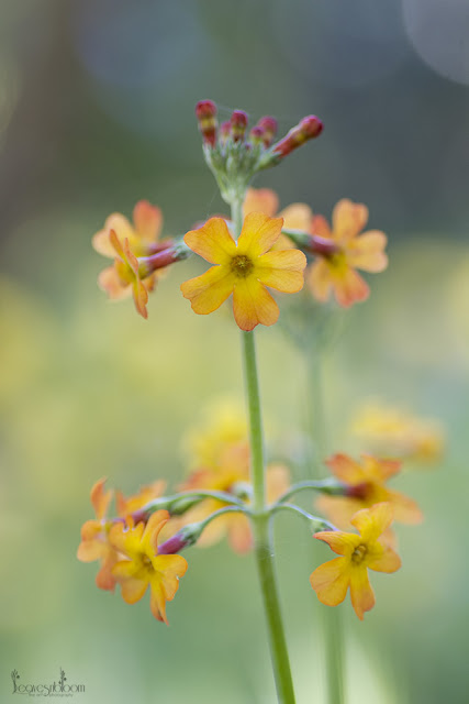 this is an image of Amber / terracotta coloured tubular flowers from the Primula chungensis  