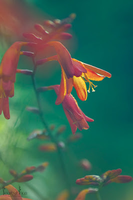 this is an image of Just one of the wilder forms of Crocosmia that grows in the garden for designing with perennials course