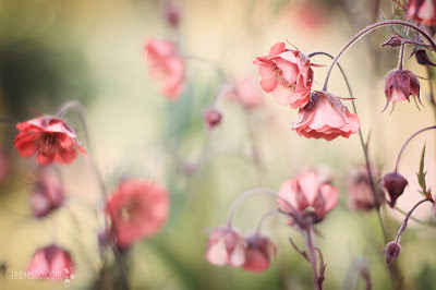 this is an image of geum flowers
