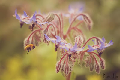 this is an image of a bee flying in mid air towards borage flowers
