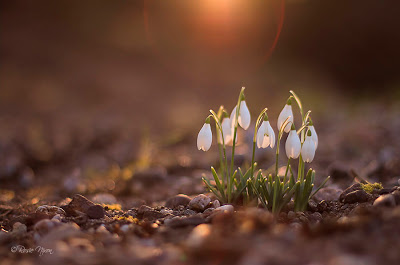 this is an image of wildflower snowdrops