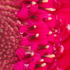 this is an image of a pink Gerbera flower macro