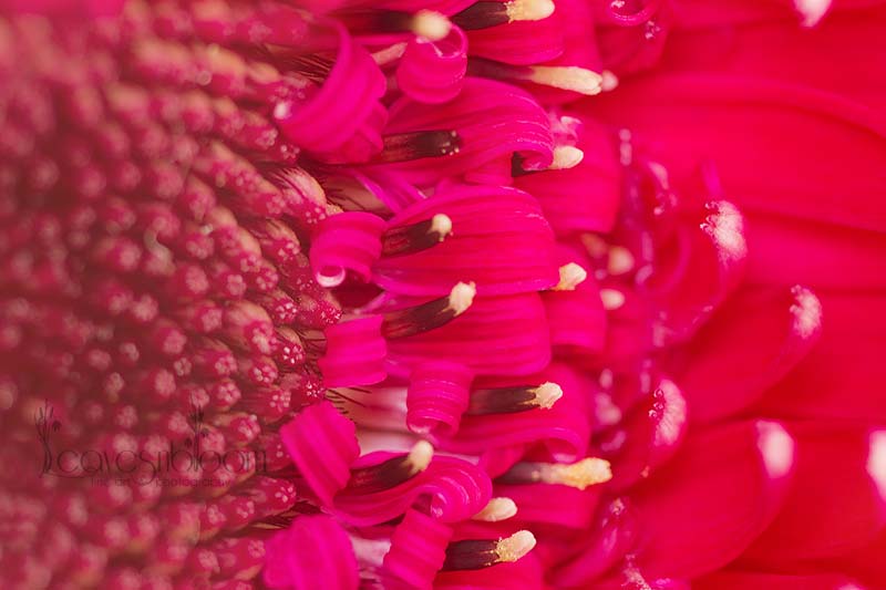 pink Gerbera houseplants grow fresh air in your home