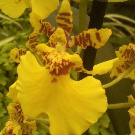 this is an image of a yellow dancing lady orchid - oncidium