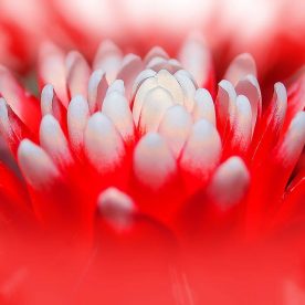 this is a macro image of a red and white bromeliad