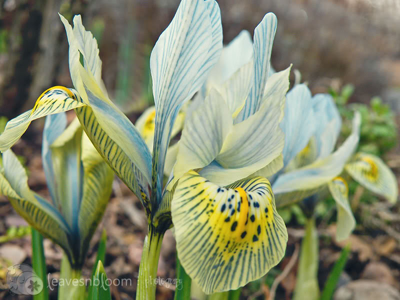 Iris reticulata Katharine Hodgkin