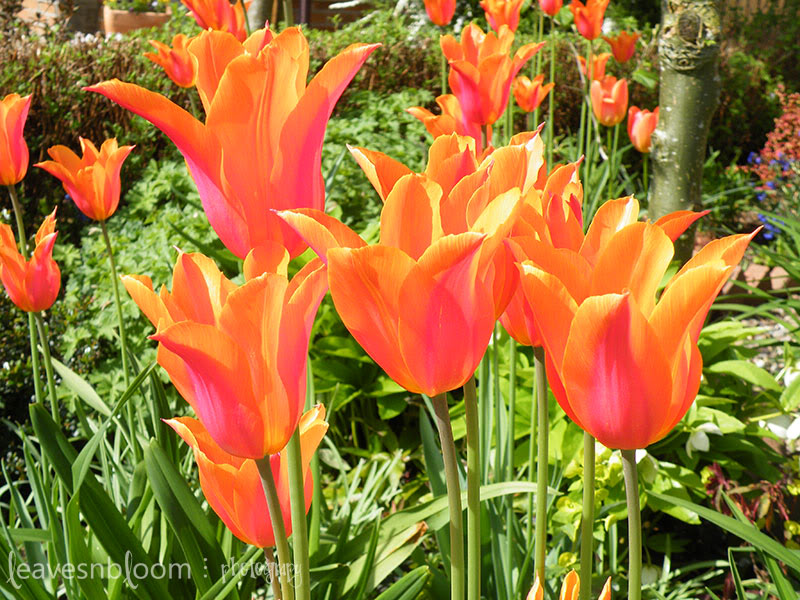 ballerina tulips