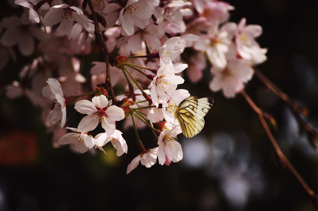 a butterfly drinking nectar from a cherry blossom