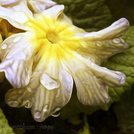 pixel bender with yellow spring primula