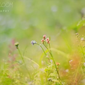 dreamy bokeh - Perthshire wild flowers