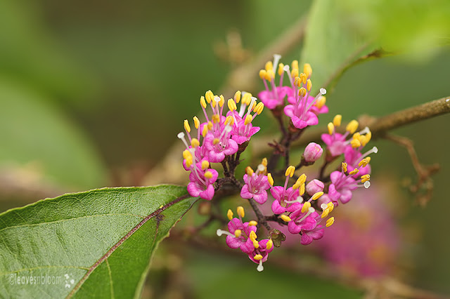 Callicarpa bodinieri var. giraldii 'Profusion' flowers