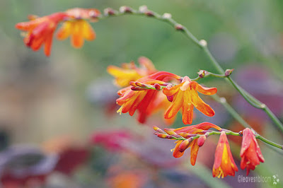 Orange | Crocosmia blooms alongside Cercis canadensis 'Forest Pansy'