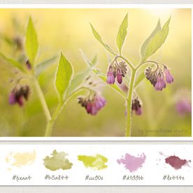 remove colour casts on image of comfrey