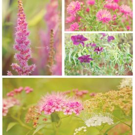 what's in bloom in September pink and purple shades