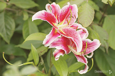 Lilium 'Stargazer' - oriental hybrid lily