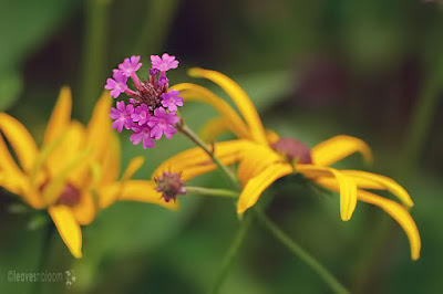 purple Verbena ridiga alongside yellow daisy Rudbeckia fulgida 'Goldstrum'
