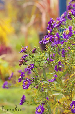 What's in bloom in November - Aster × frikartii 'Mönch' purple flowers in November