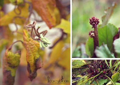 What's in bloom in November catkins, bergenia and hellebores