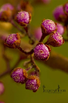 Purple Callicarpa bodinieri var. giraldii 'Profusion' berries