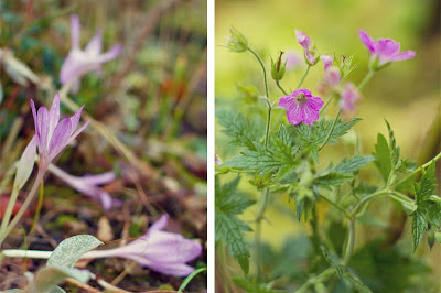 What's in bloom in November - Colchicum autumnale and Geranium oxonianum wargrave