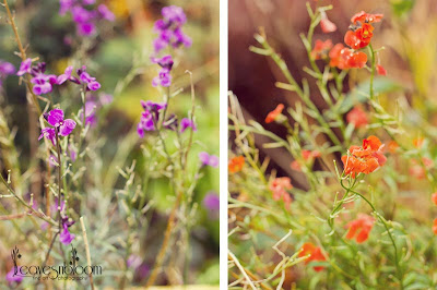 What's in bloom in November - Erysimum 'Bowle's Mauve' and Erysimum ' Apricot Delight' blooms