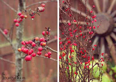Malus and Berberis autumn red fruits