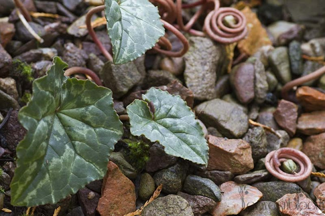 Cyclamen hederifolium display their marbling leaves and coiled seed heads