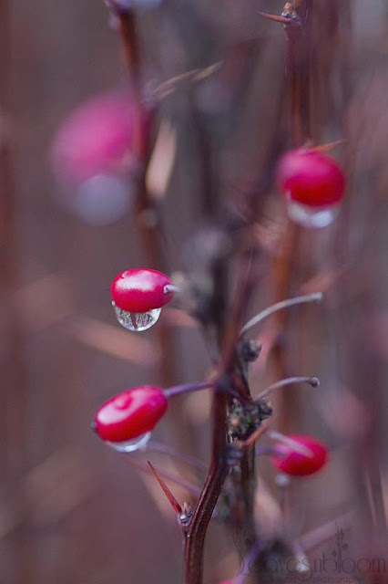 December Garden Winter Interest - Bayberry | Berberis thunbergii f. atropurpurea 'Helmond Pillar' red berries winter interest in December