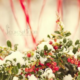 this is an image of the red berries covered in snow fromVaccinium vitis-idaea 'Red Candy'