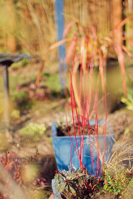 winter interest planted container