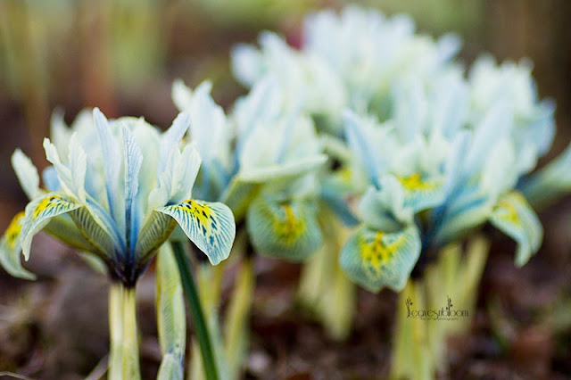 Iris reticulata 'Katharine Hodgkin'
