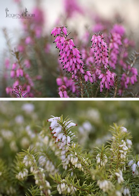 Pink and White Erica carnea 