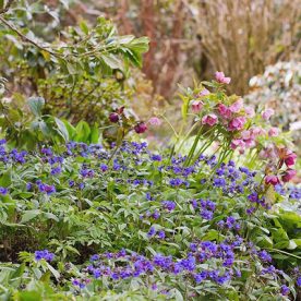 Branklyn Garden Spring flowers, blue Pulmonaria and pink Hellebores