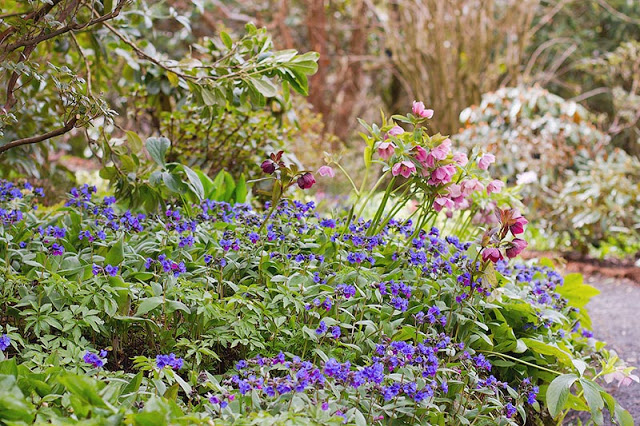 blue lungwort and pink Hellebore spring flowers