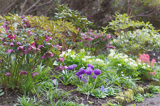 Colourful spring perennials amongst the rhododendrons