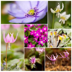 A Branklyn Garden Spring, this is an image of a collage of spring flowers from Branklyn Gardens, Perth