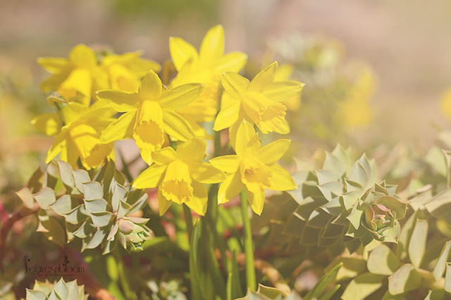 yellow Narcissus Tete-a-tete daffodils with Euphorbia mysinites which normally is in flower at this time of year. 