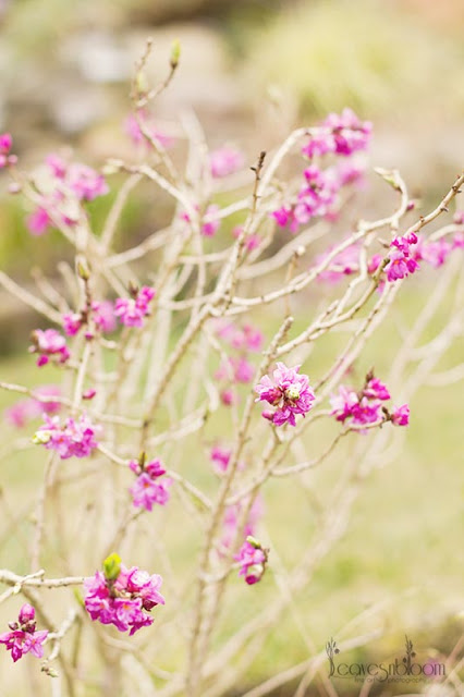 Pink Daphne mezereum 'Rubra' flowers - Whats in bloom in April?