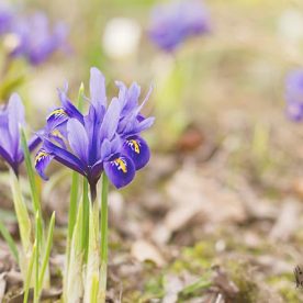 what's in bloom in April - Iris reticulata blue flowers